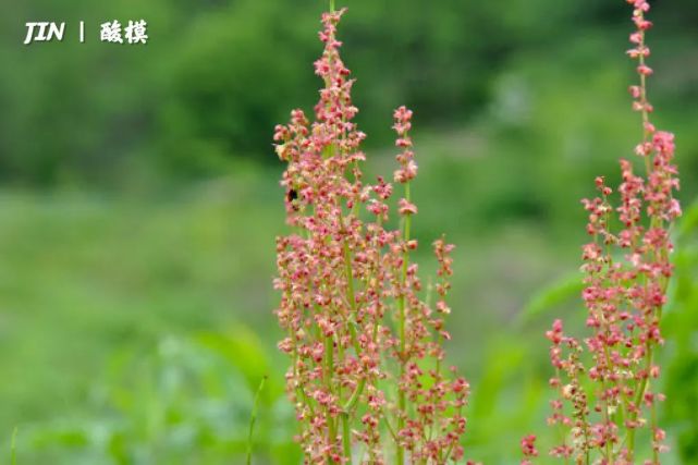 关于防弹成员们的诞生花学名花语科普 南俊