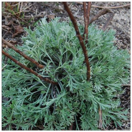 春天最好吃的野菜,白蒿,老妈教我超简单的做法_腾讯新闻