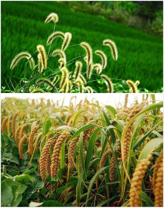 吃香蕉要吐籽?小米是狗尾巴草?你知道未驯化的农作物是啥样吗?