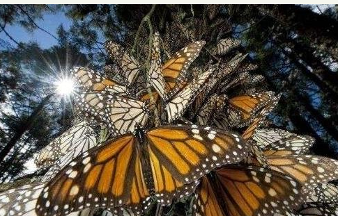 蝴蝶也吃肉?把人吃得只剩骨架,太可怕了!