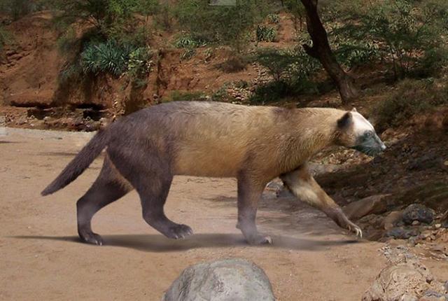 艾克猛獾,鼬科动物史上最强者,拥有超豹子的体型和战斗力