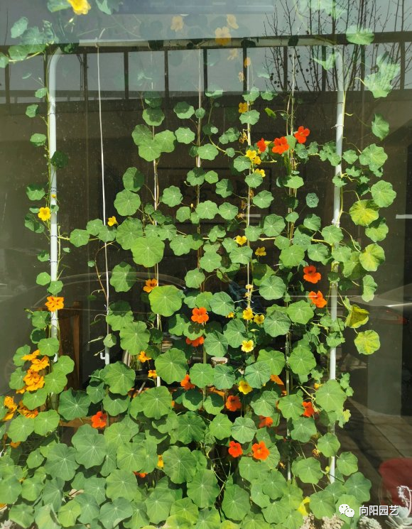 有品位的花友,都养旱金莲,1盆花顶4盆,夏天开成"花窗帘"