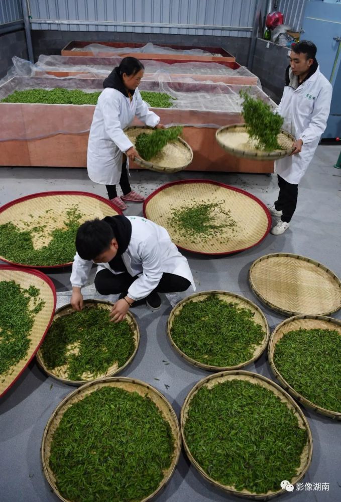 茶叶铺就脱贫路