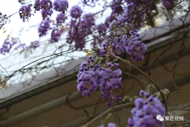 紫藤花开满园春 紫藤 满园 紫藤树 长廊