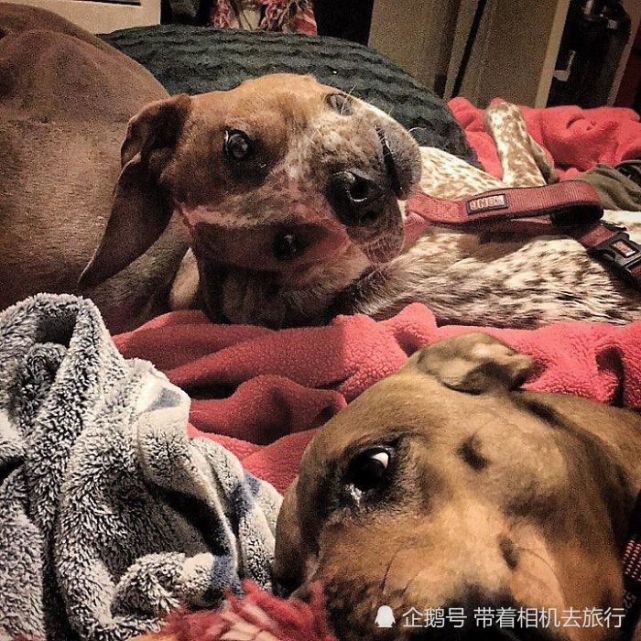 这些狗狗的有趣错位照,看第一眼时,估计你一定会看错