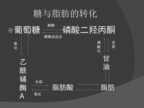 人体脂肪是怎样形成的?健身教练仔细讲给你