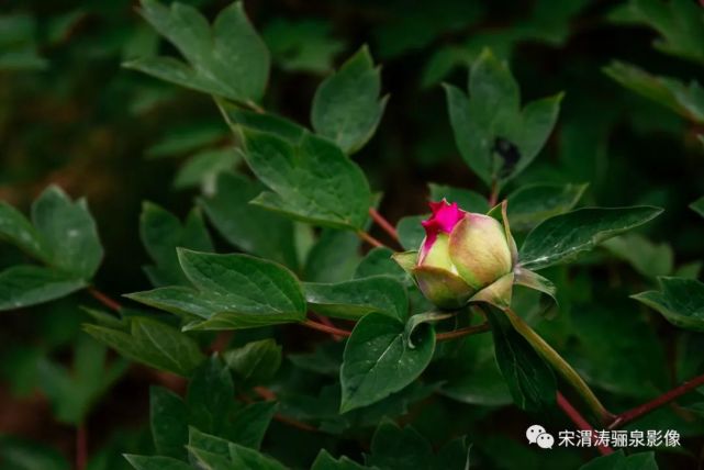 陝西渭南:朝陽公園牡丹花盛開