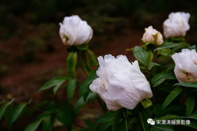 陝西渭南:朝陽公園牡丹花盛開