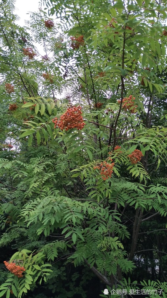 长白山树木 这些树木和你想象的一样吗 你可以说出它们的名字吗 腾讯新闻