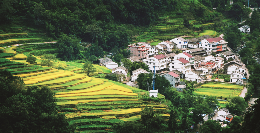 从一根竹竿到一片田园温州鹿城山福镇创新整治手段打造美丽农田景观