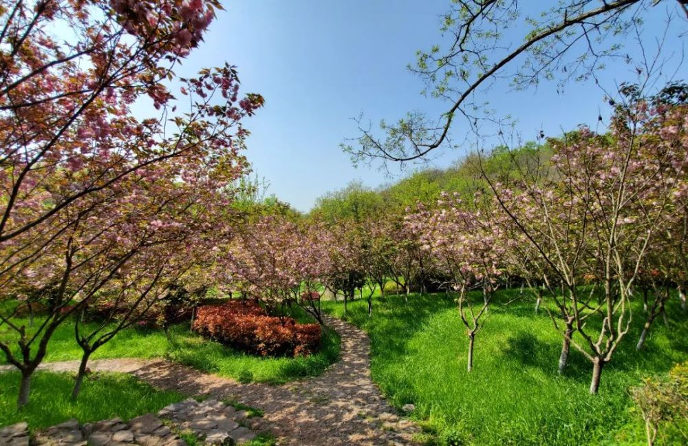 抓住春天的尾巴方山樱花谷花事正浓