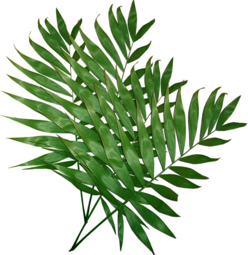 石景山区|森林城市天然氧吧，暑伏之际，来石景山开“森”一夏