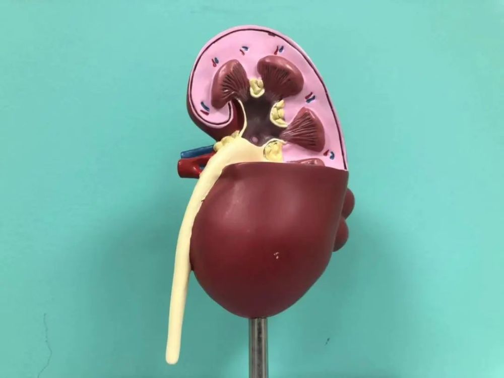 肾脏病|可以治愈的肾脏病，看看有你吗？