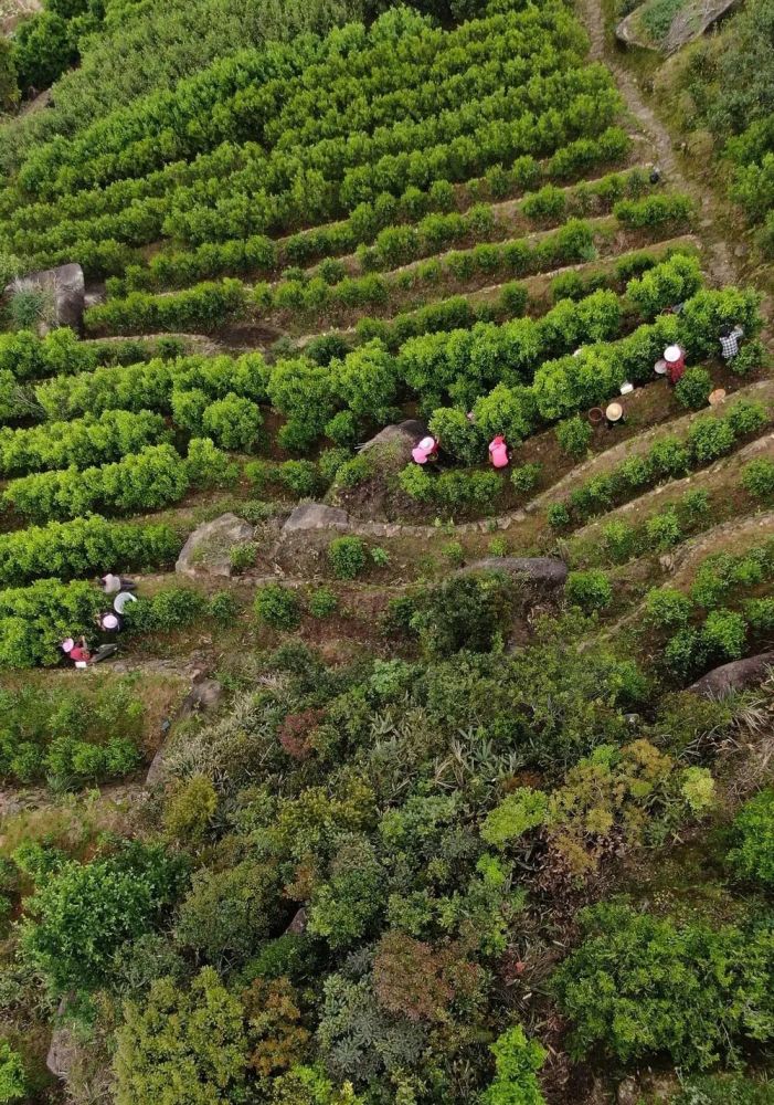 破百万,新华社报道"凤凰茶"