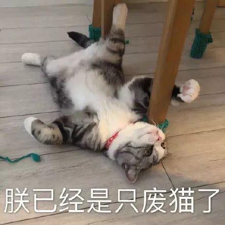 搞笑我差不多是只废猫了表情包朕已经是只废猫了