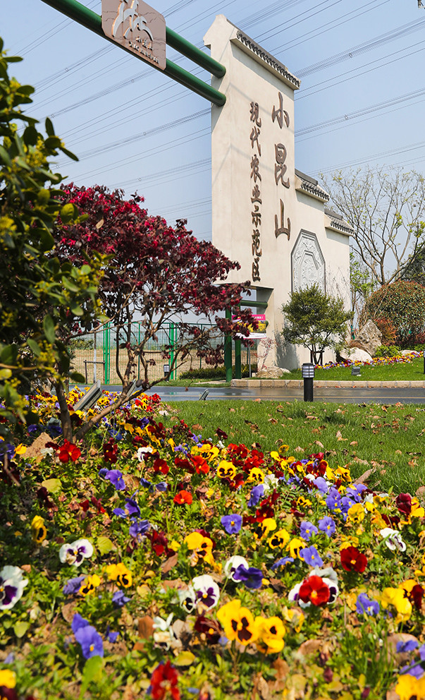 住城镇社区,耕万亩良田,上海松江小昆山镇打造现代农业示范区