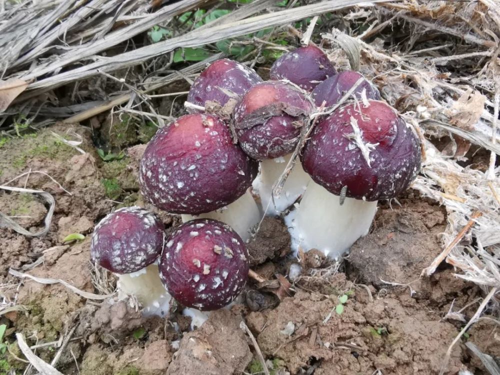 只要是因为赤松茸中含有丰富的蛋白质,氨基酸和松茸