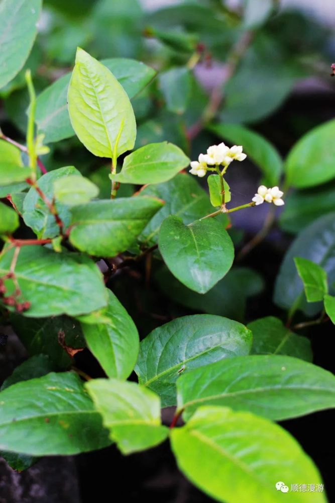 顺德本草 火炭母