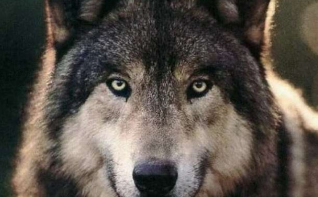 狼的眼神杀气冰冷图片