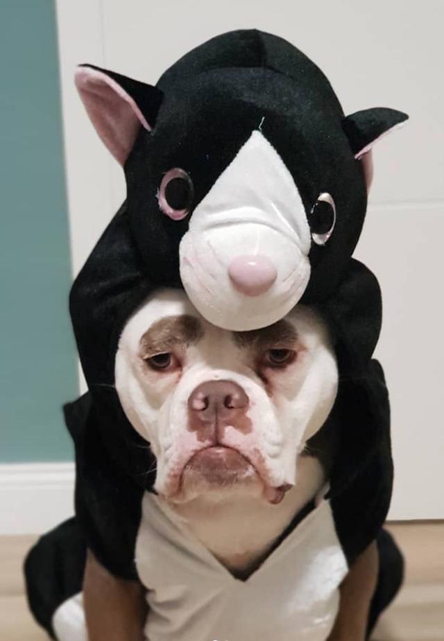 英国有条狗狗天生一张苦瓜脸,主人将照片放到网上,火了