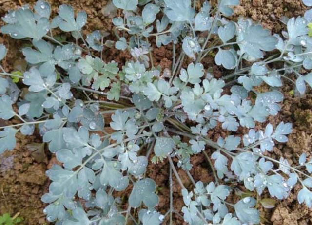 此种草有臭味,被称为"岩黄连",在山上遇见它,请别挖走,珍贵