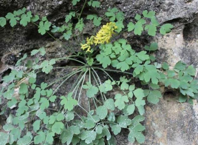 此种草有臭味,被称为"岩黄连",在山上遇见它,请别挖走,珍贵