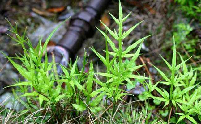 鳳尾草井邊草是治療肝炎喉嚨腫痛良藥