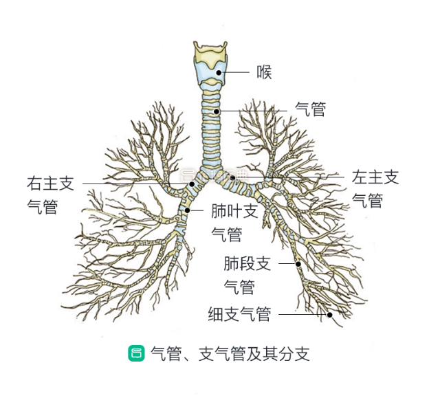 支气管树图片图片