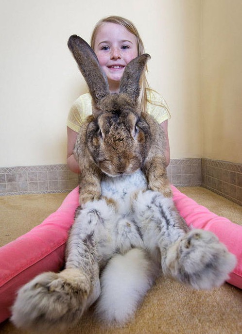 世界上最大的兔子,大的像是毛绒玩具,主人:快把我家吃光了!