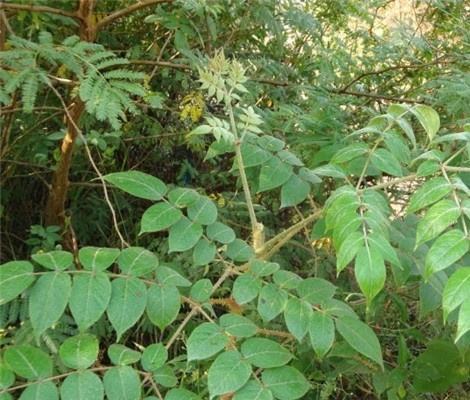 "鹰不扑"是肝炎和风湿骨痛的良药