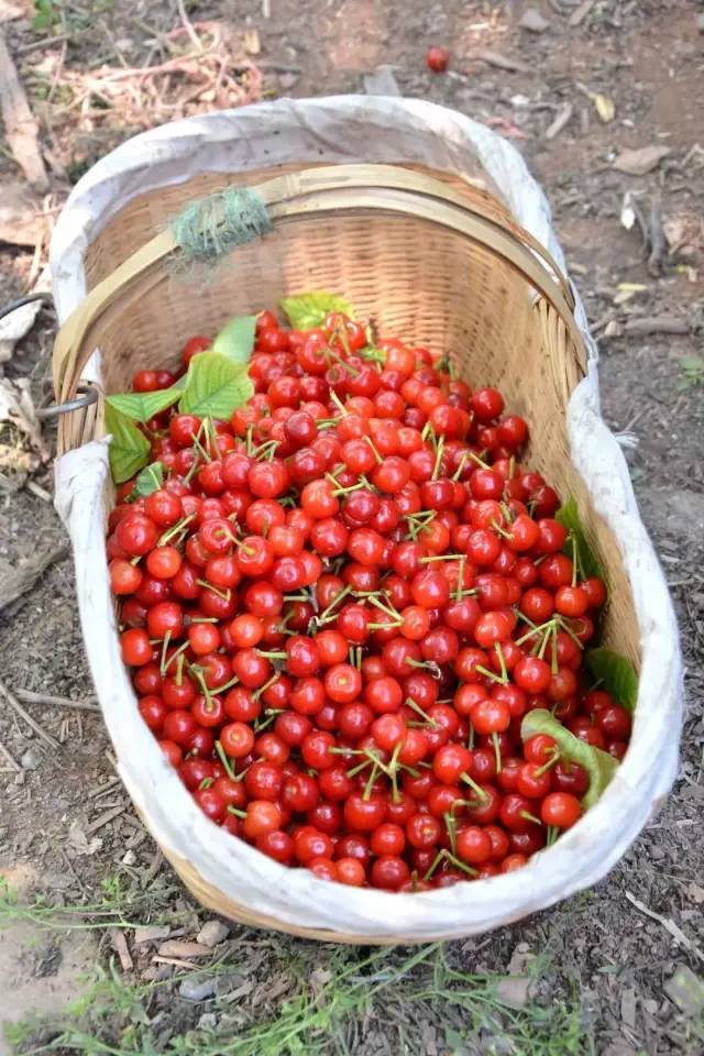 重庆樱桃熟啦采摘路线已备好错过又要等一年