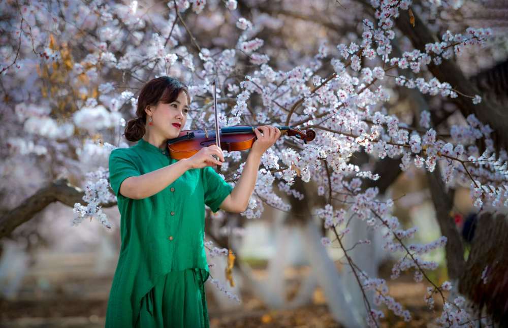 摄影/朱锦慧瓜香哈密杏花开 飘香十里迎客来春和景明,万物复苏,正是