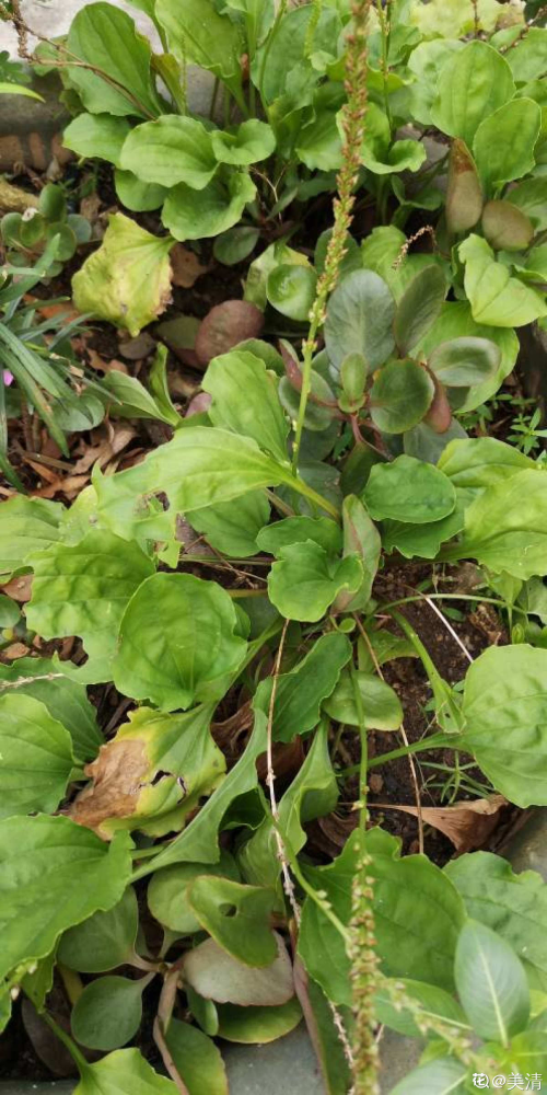 小时候见的"6种"野草,就是不知道叫啥名,看完你就记住了