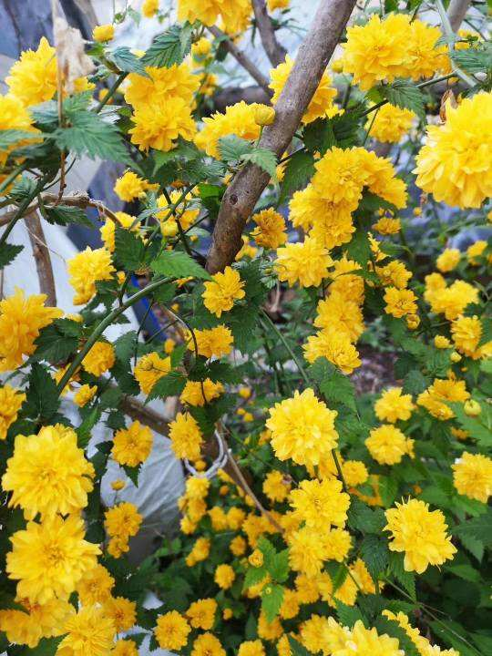 容易爆花的棣棠皮实好养越晒开花越多