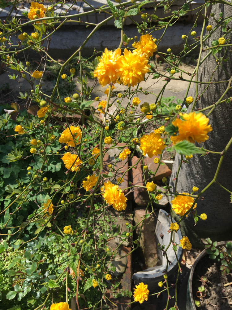 容易爆花的棣棠皮實好養越曬開花越多