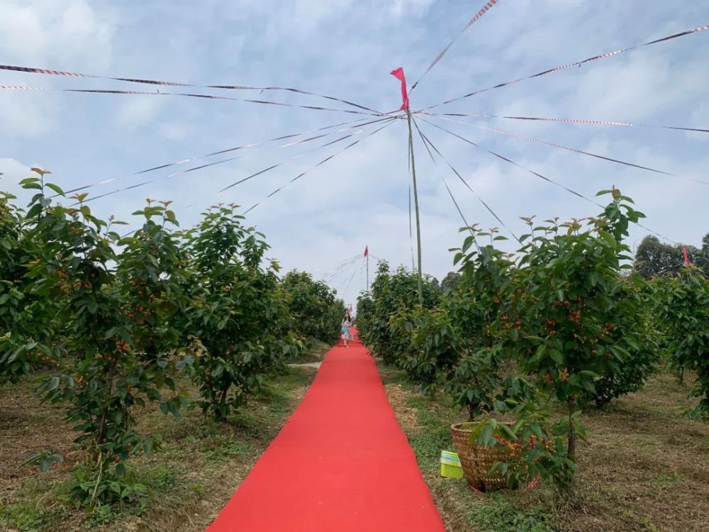 今日上午,记者驱车前往犍为县芭沟镇黄家山村,就被眼前成片的樱桃树所