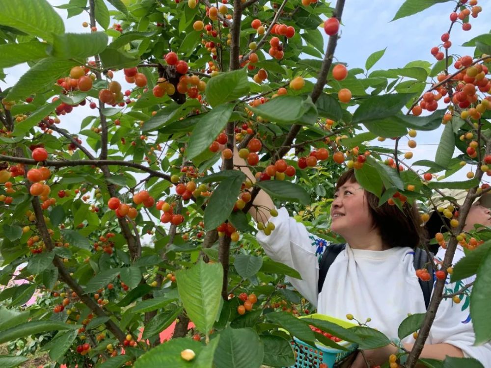 是心动啊犍为千亩水晶樱桃映红枝头抿甜