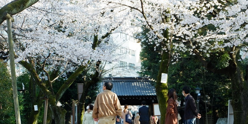 樱花的故乡不在日本 解开你对樱花的6个美丽误解 腾讯新闻