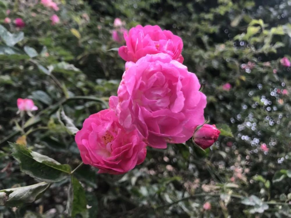 惊艳什邡的网红蔷薇花墙已就位没去打卡的抓紧了