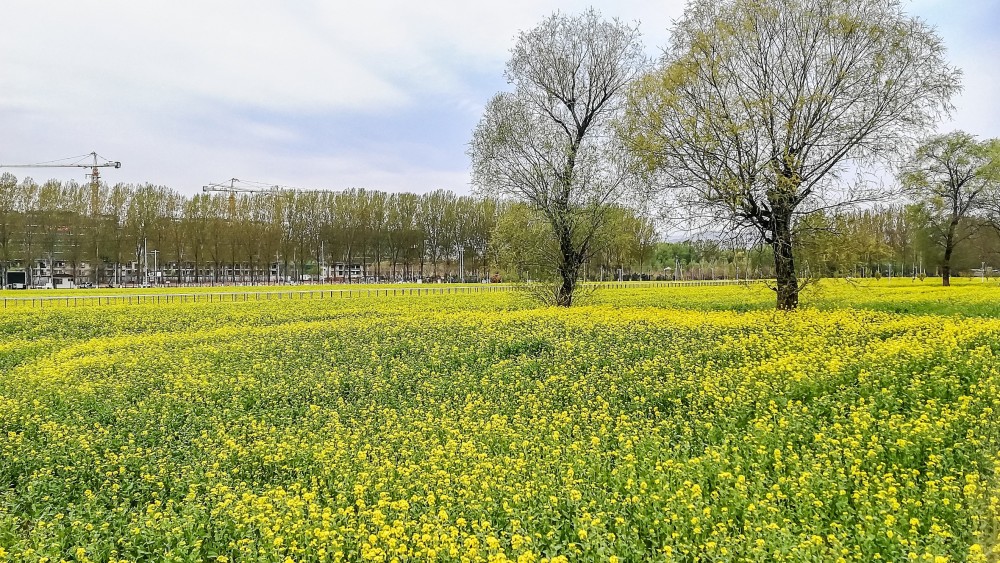 北京房山怪村油菜花图片