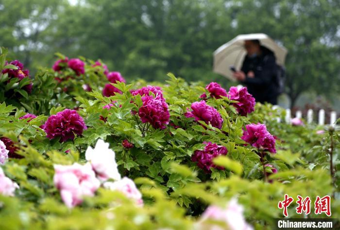 别样牡丹节 绽放 山东菏泽全球宾朋在线共赏 腾讯新闻