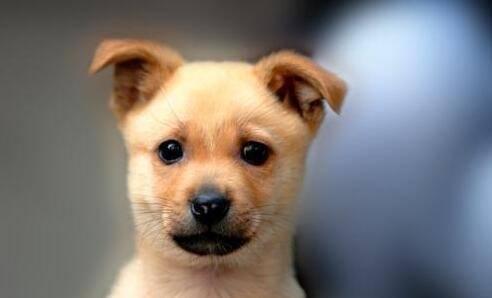 中国十大犬种之中华田园犬 中华田园犬 犬种 日本柴犬 柴狗 日本