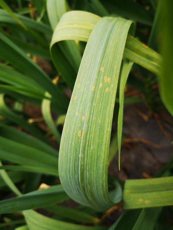 大蒜锈病怎么办山东省农科院专家支招