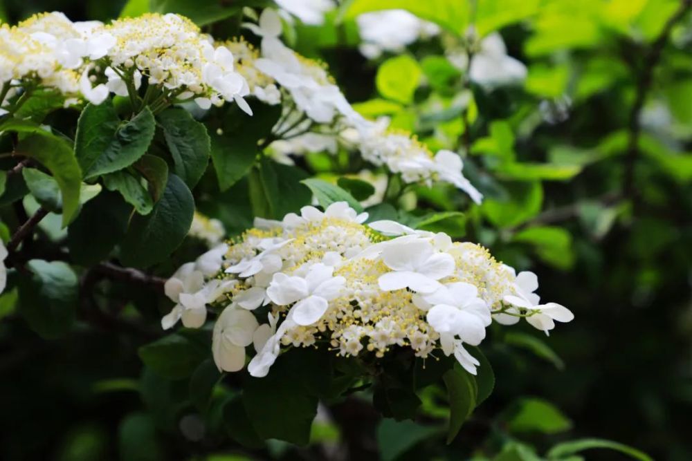 礼遇最美逆行者昆山市琼花艺术节开幕