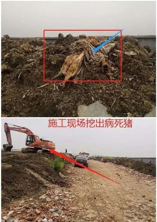 河南鄧州牧原養豬場施工現場挖出大量死豬腐爛屍體