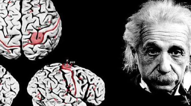 偷走爱因斯坦大脑切成240块,只因没听懂临死前两句话,最终研究出什么?