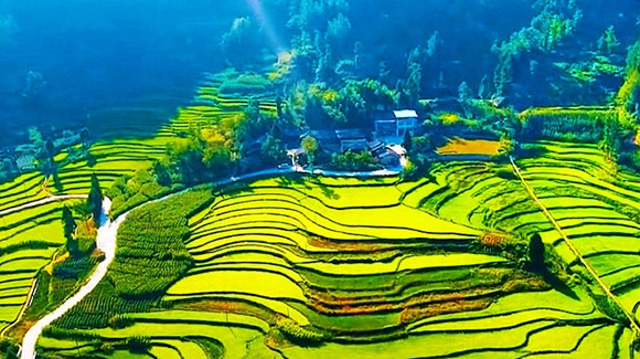 有感山村大变化 重庆音乐人用一首歌讲述贫瘠土地开出"小康花"