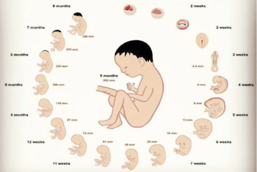 生娃不易 到了孕28周孕妈要数着胎动过 避免胎儿出现这3种情况 腾讯新闻