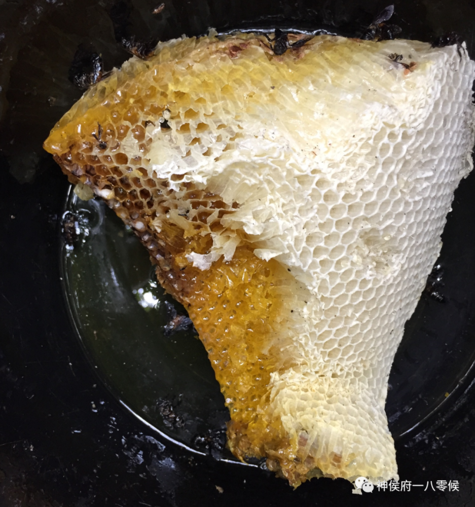 版纳原始森林里的恩赐——马叉蜂蜂蜜_腾讯新闻