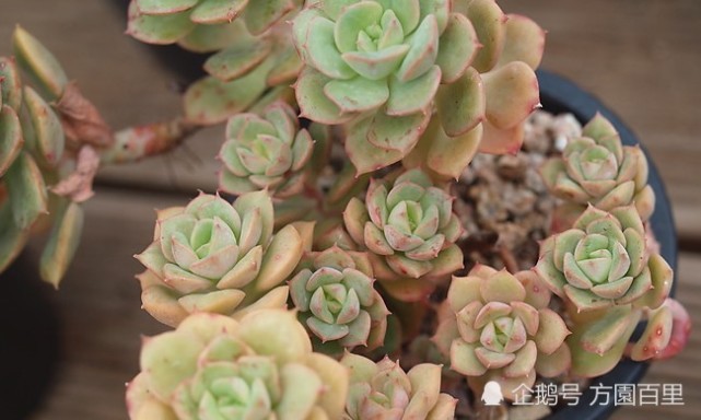 多肉植物 妮可莎娜 叶片宽大肥厚 就像一朵盛开的玫瑰花 妮可莎娜 多肉